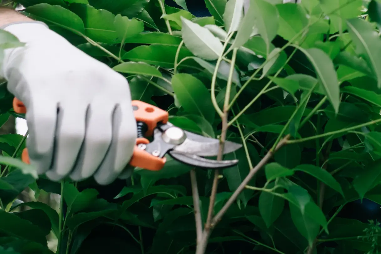 Tree Trimming