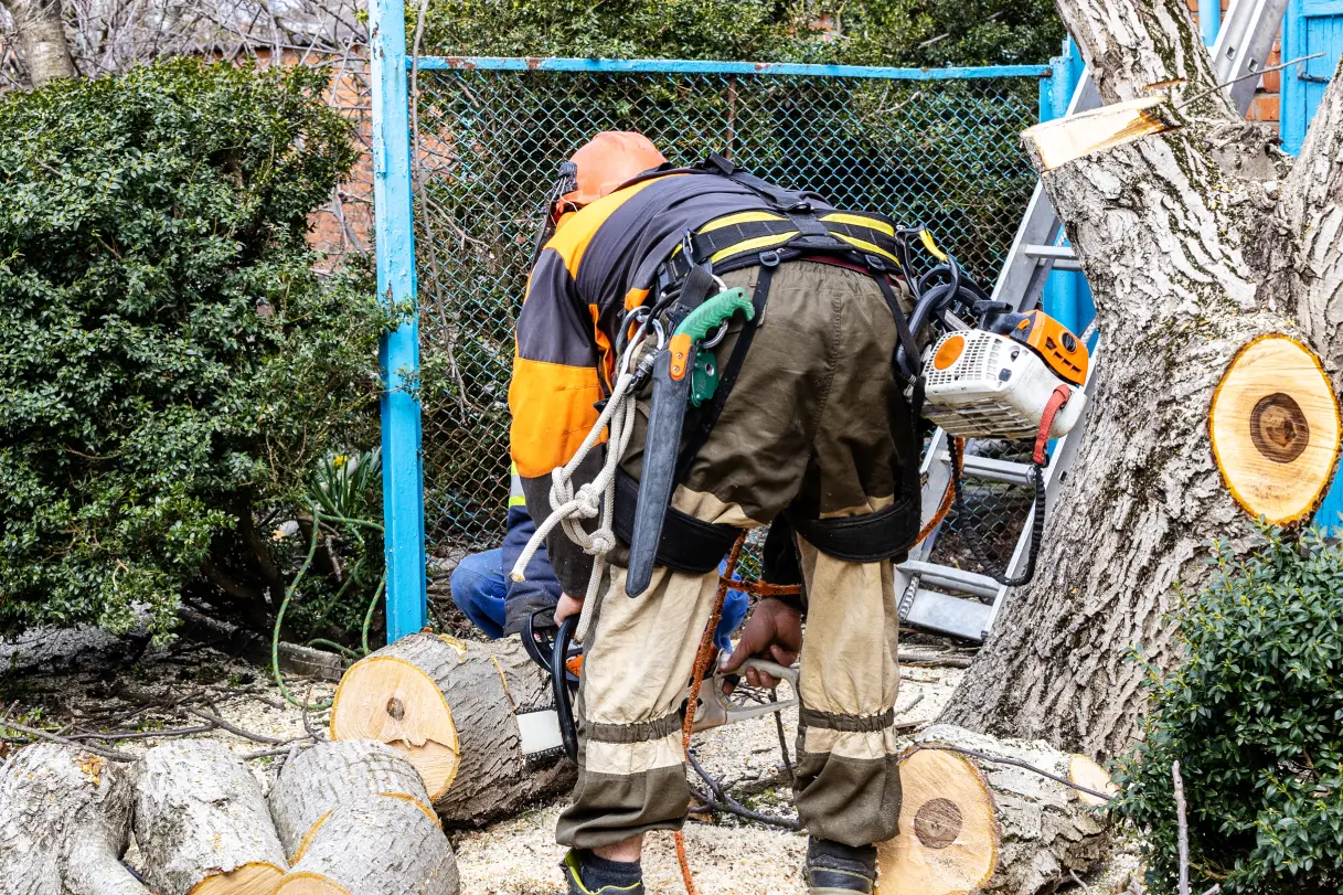 Arborist Services