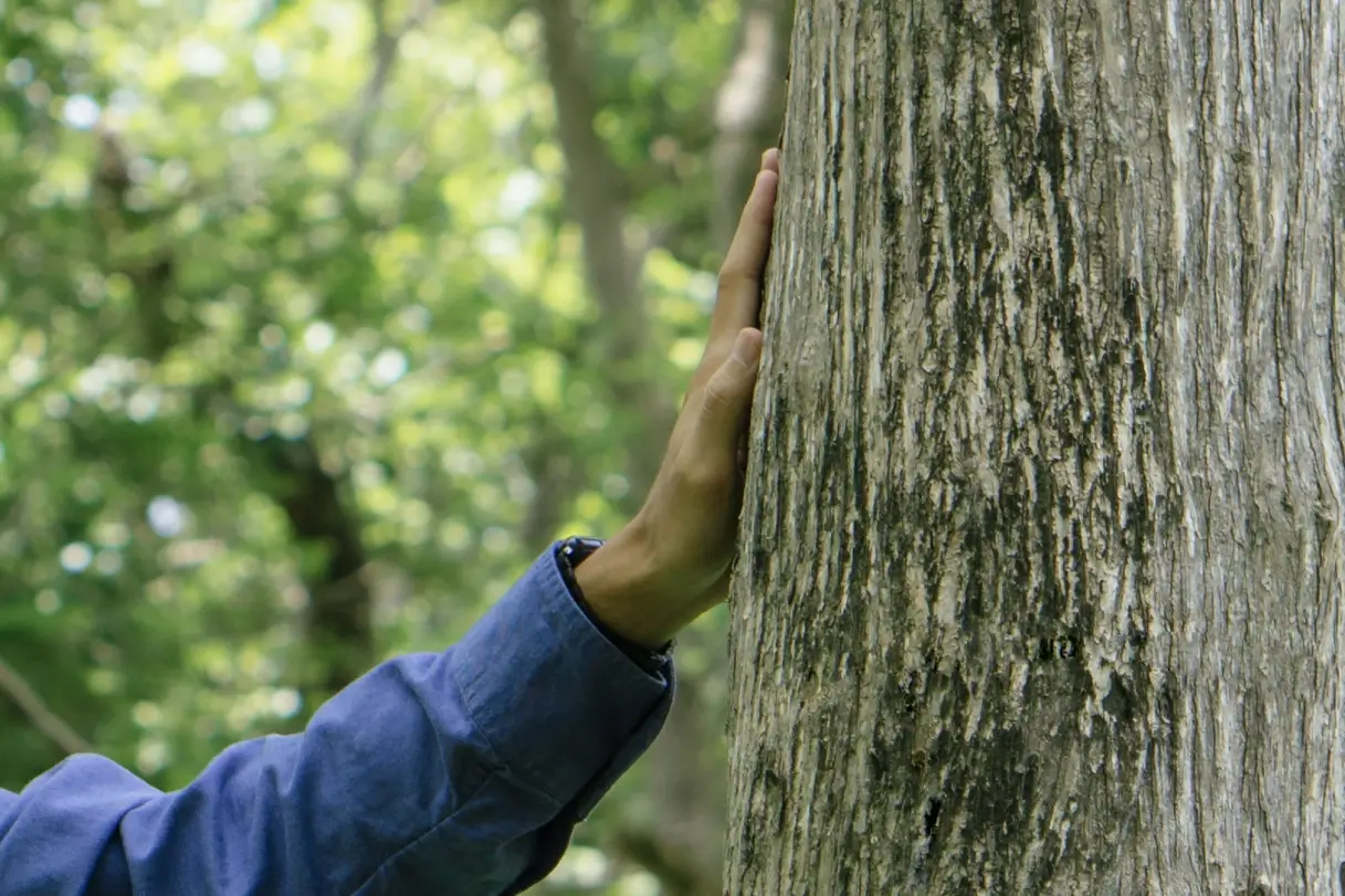 Enhanced Techniques for Inspecting Tree Health