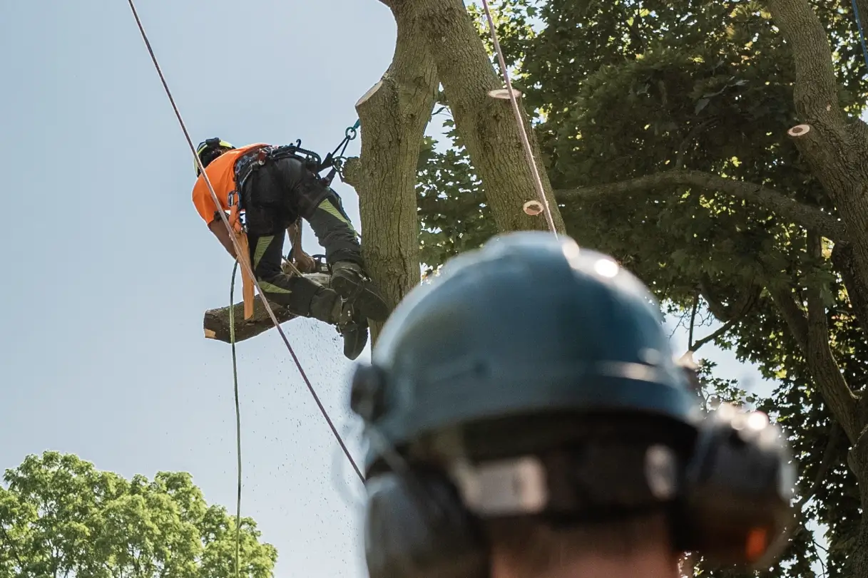 Certified Arborists