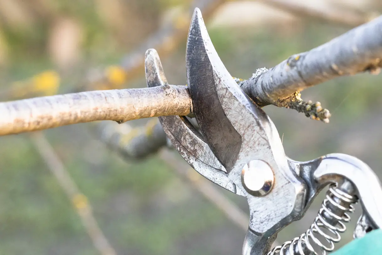 Tree Care in Spring