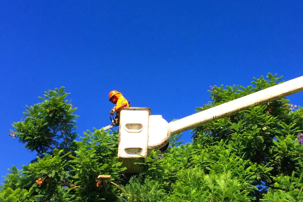 Tree Care in Summer