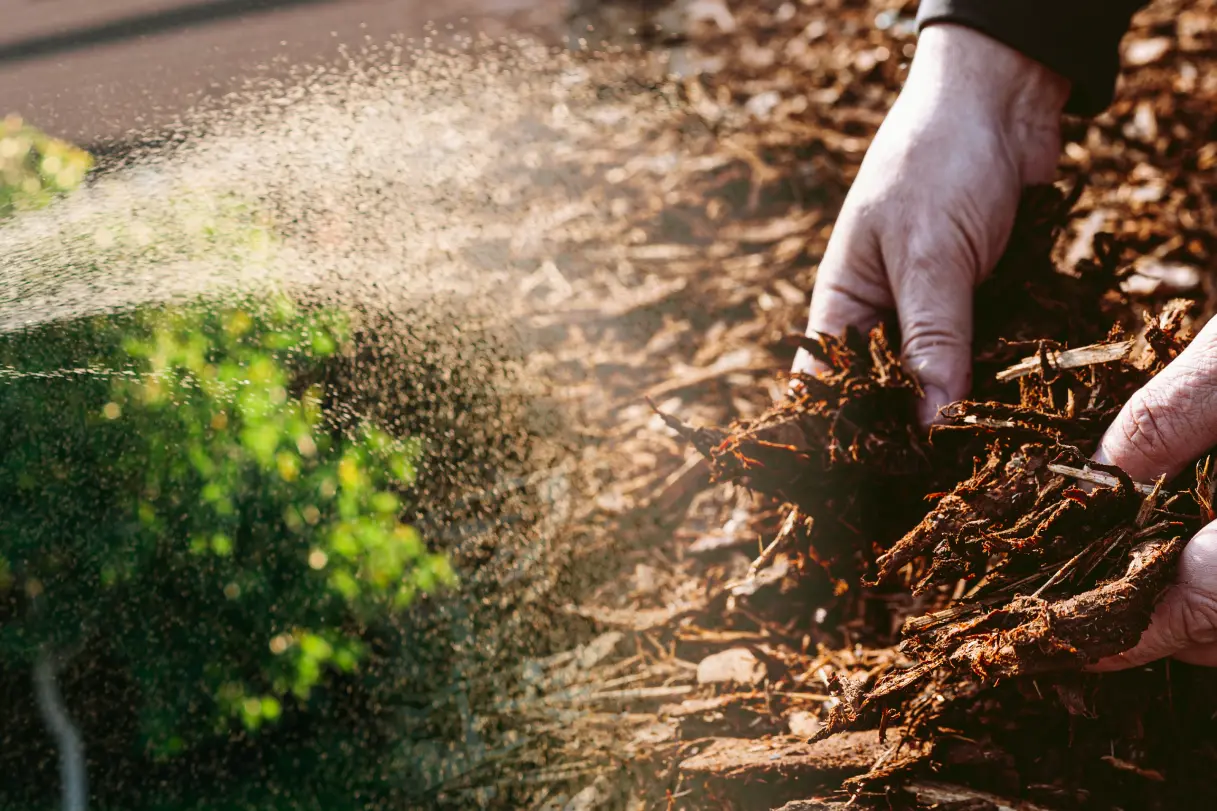 Tree Care in Autumn