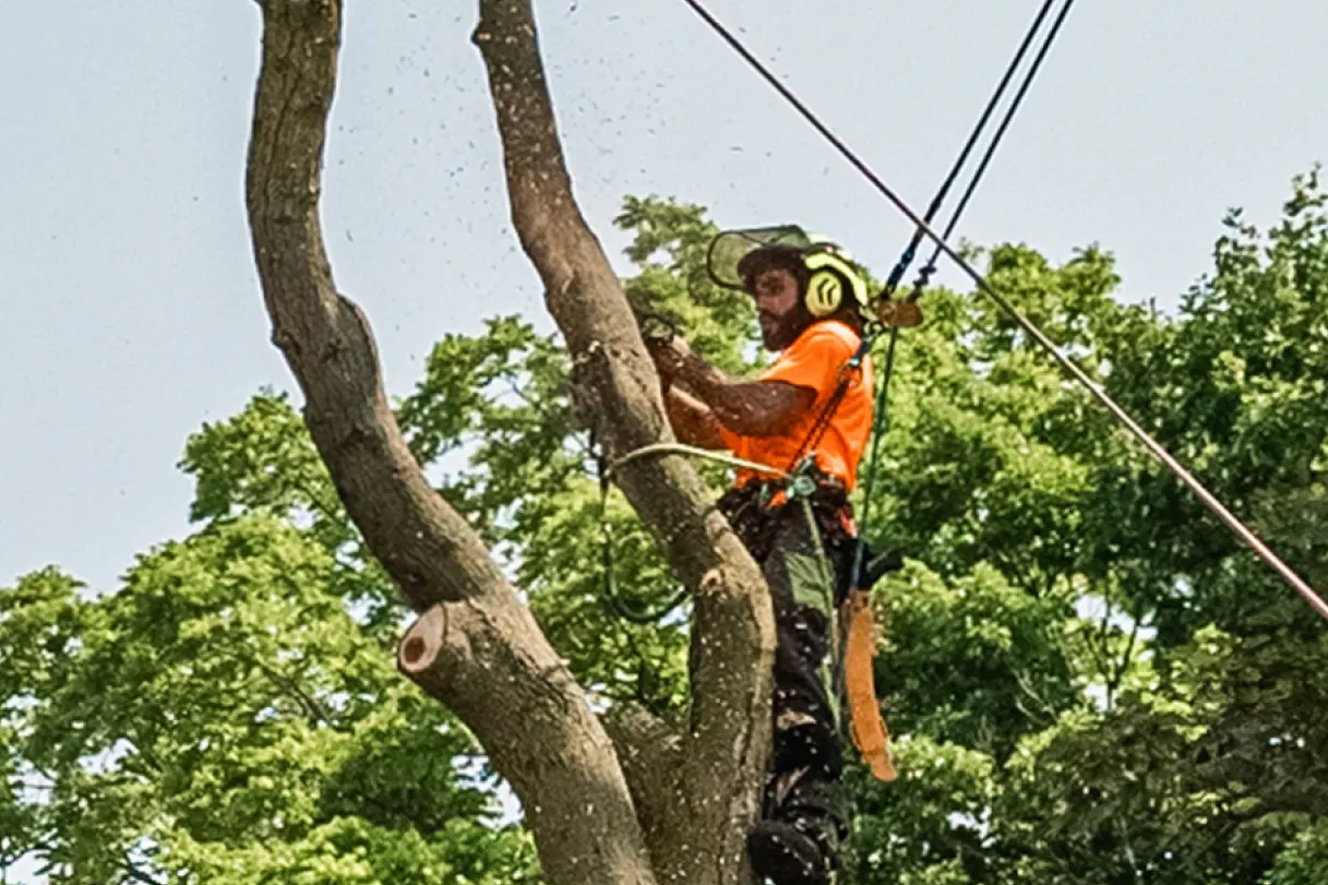 Significance of Urban Trees