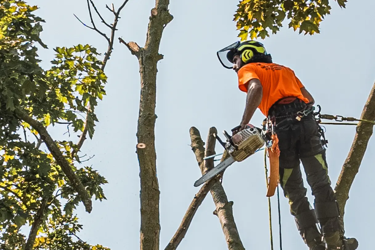 Advanced Tree Care Services