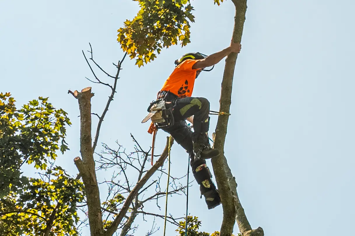 Proactive Approach Towards Tree Health Inspection