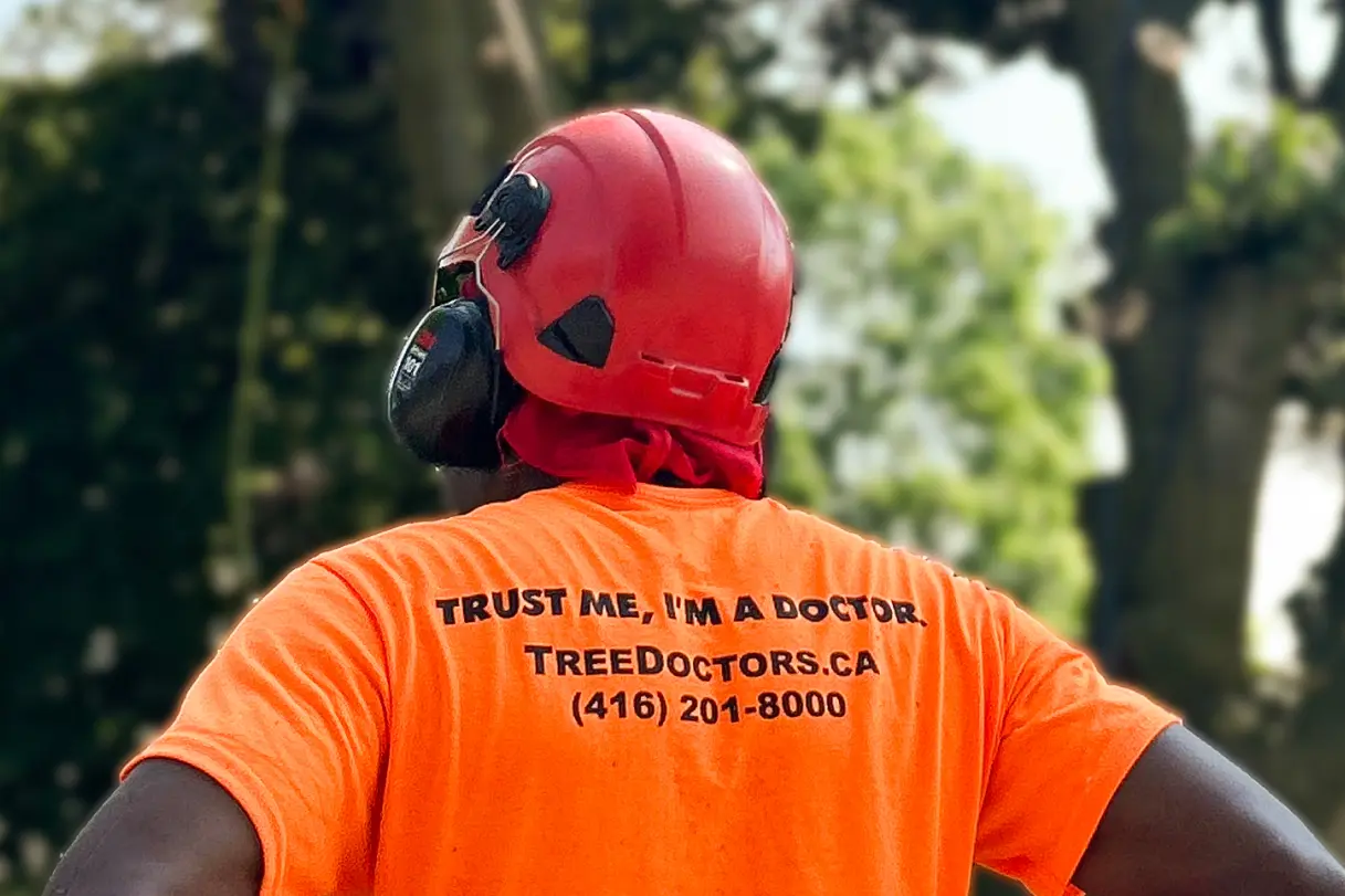 Certified Arborists