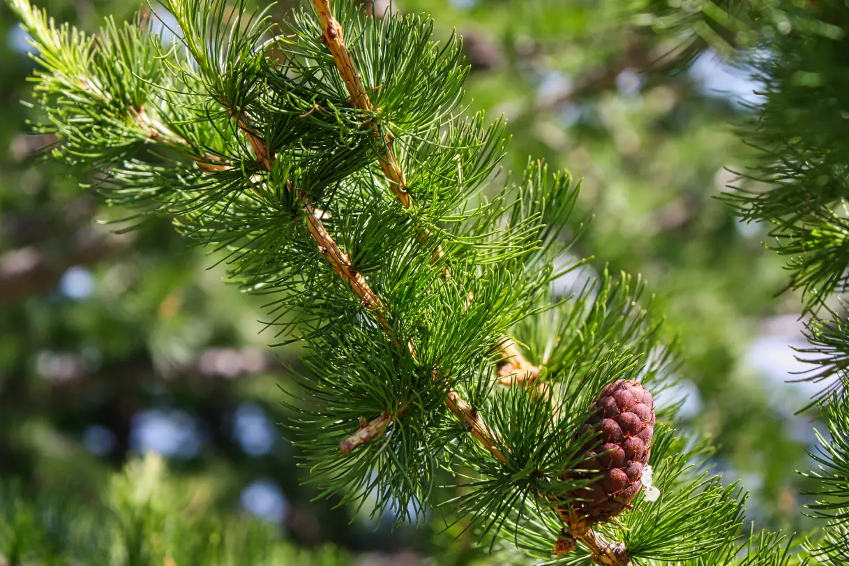 Common Native Trees