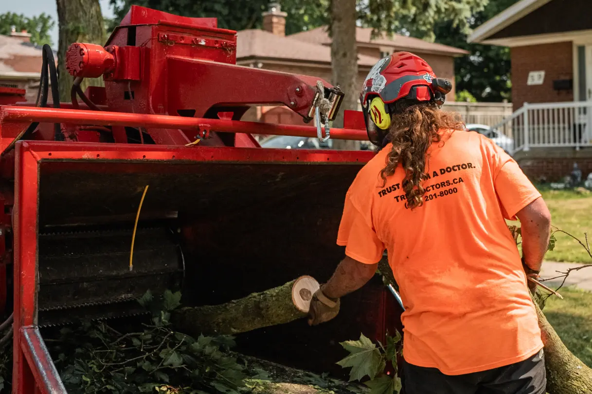 Pro Tips How To Care For Trees