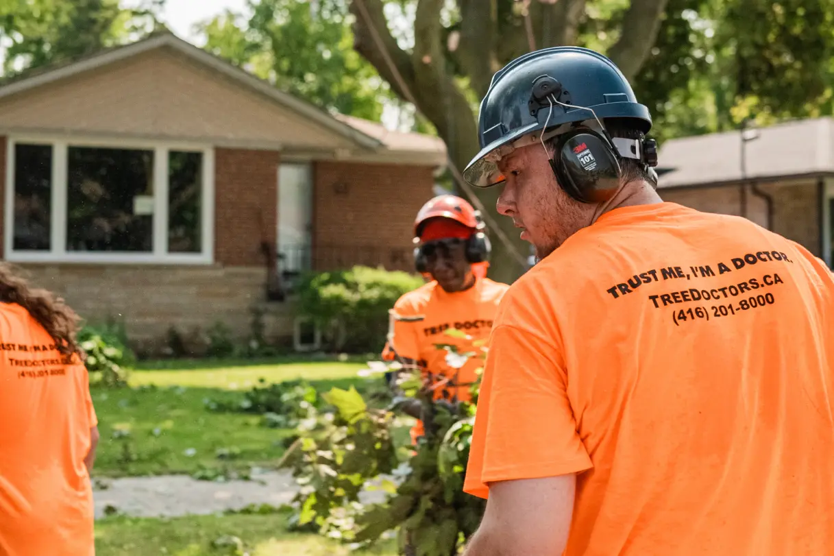 Benefits of Hiring Certified Arborists