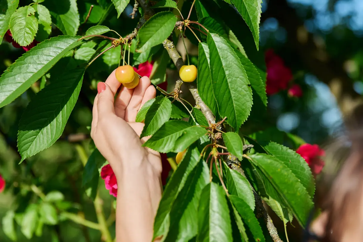 Choosing suitable fruit trees