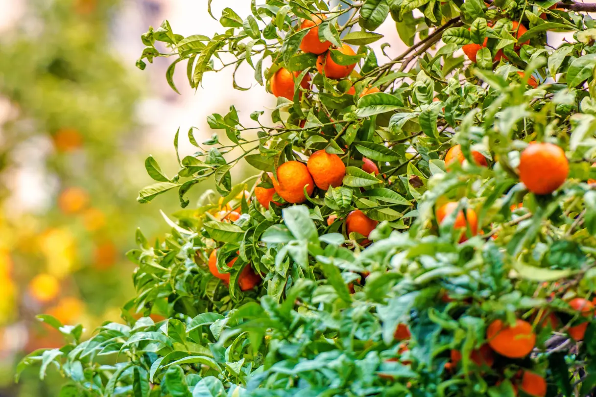 Planting and taking care of fruit trees