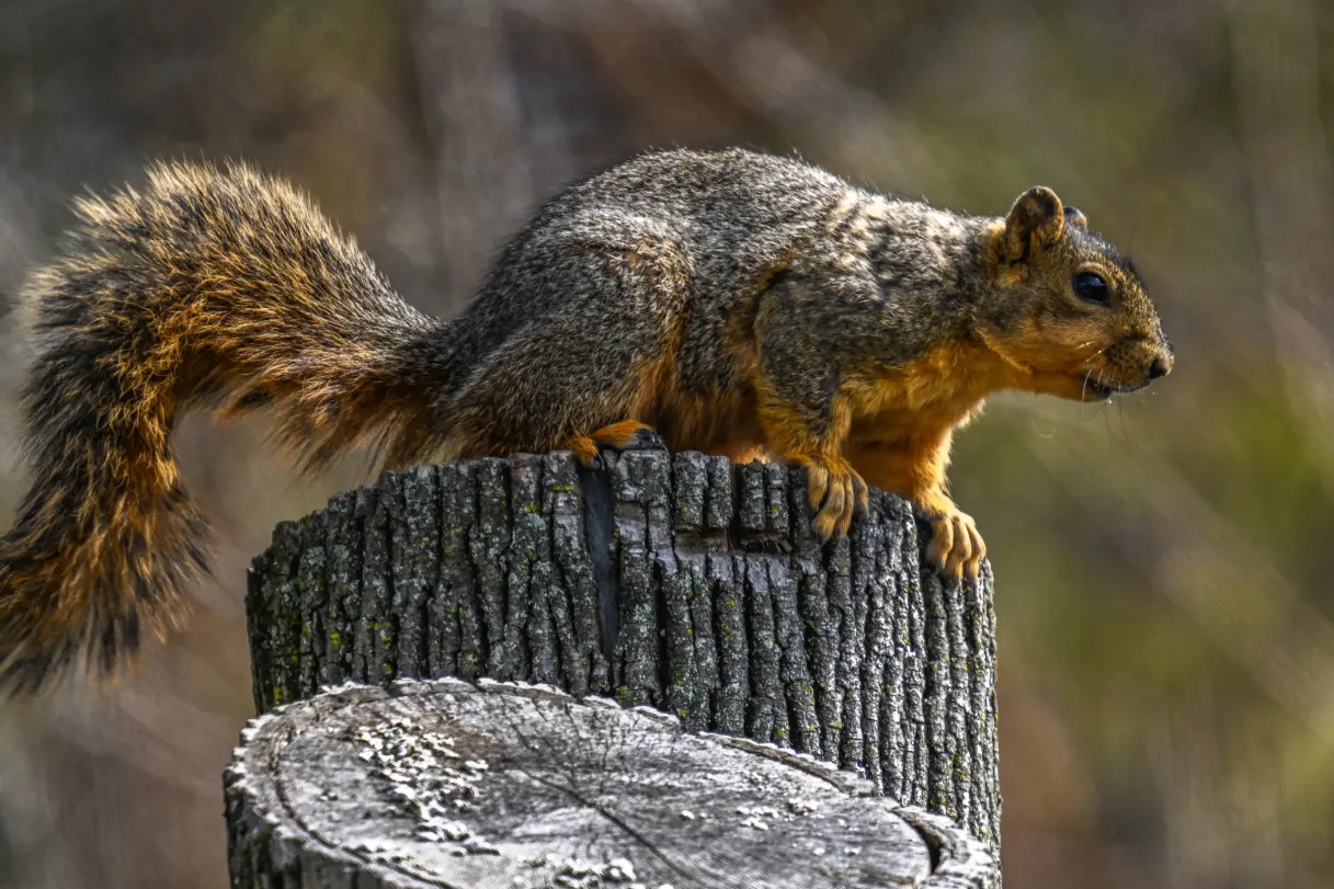 Tree maintenance and wildlife