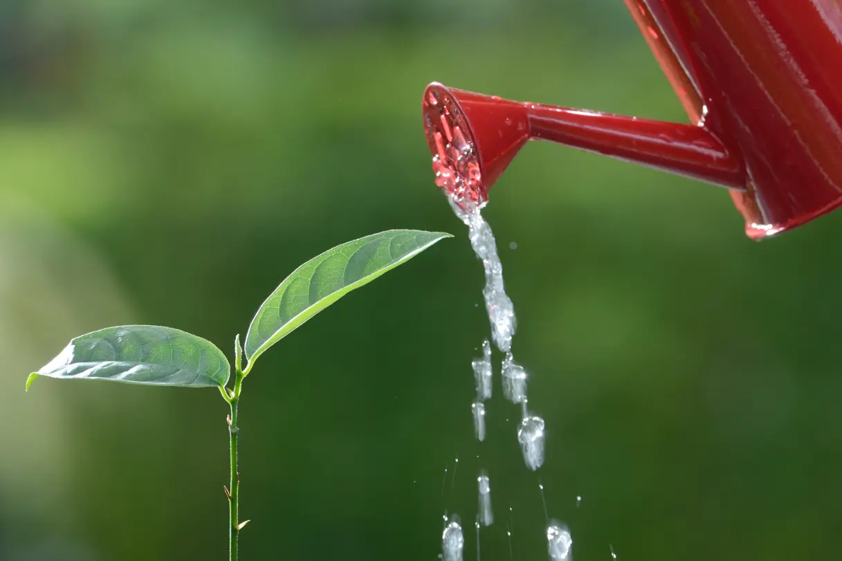 Watering efficiently