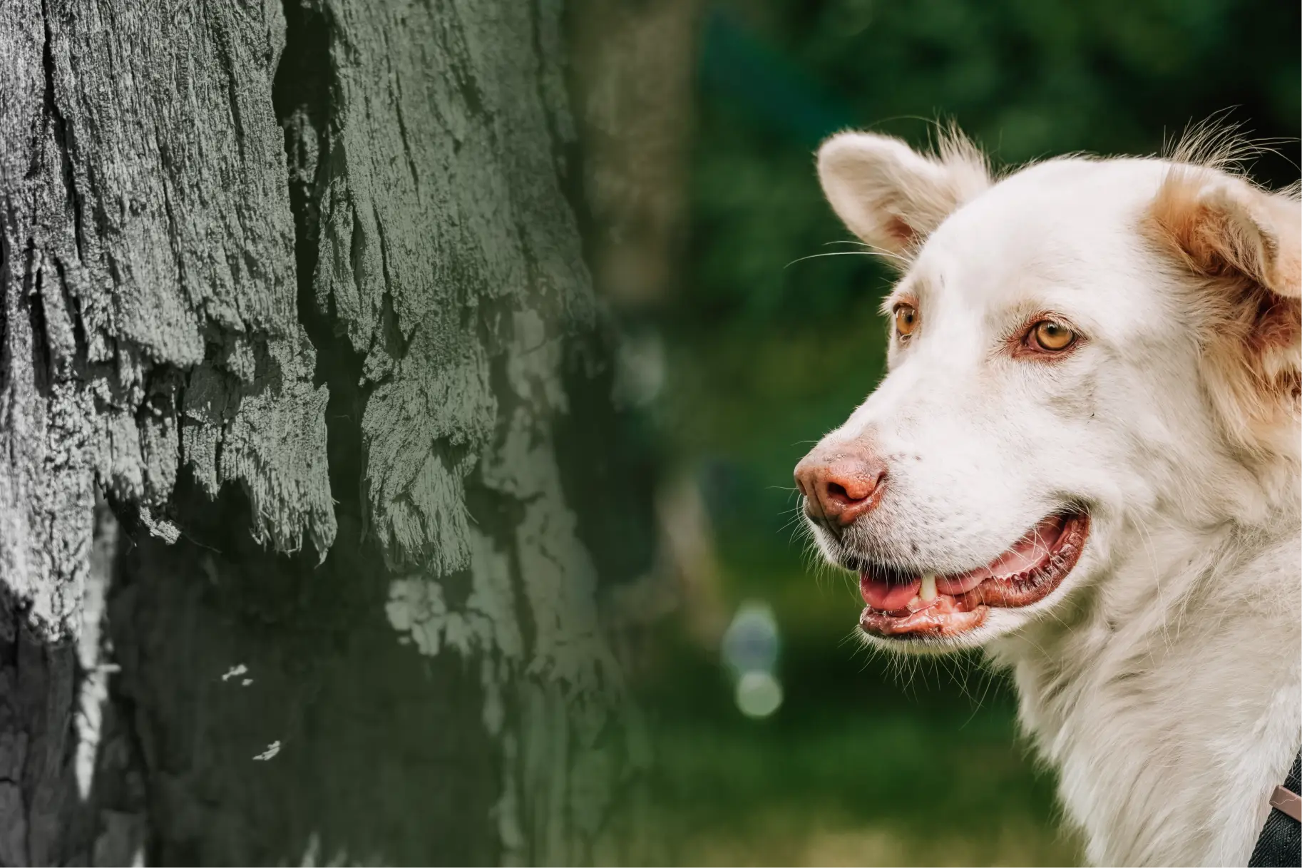 Dog & tree bark