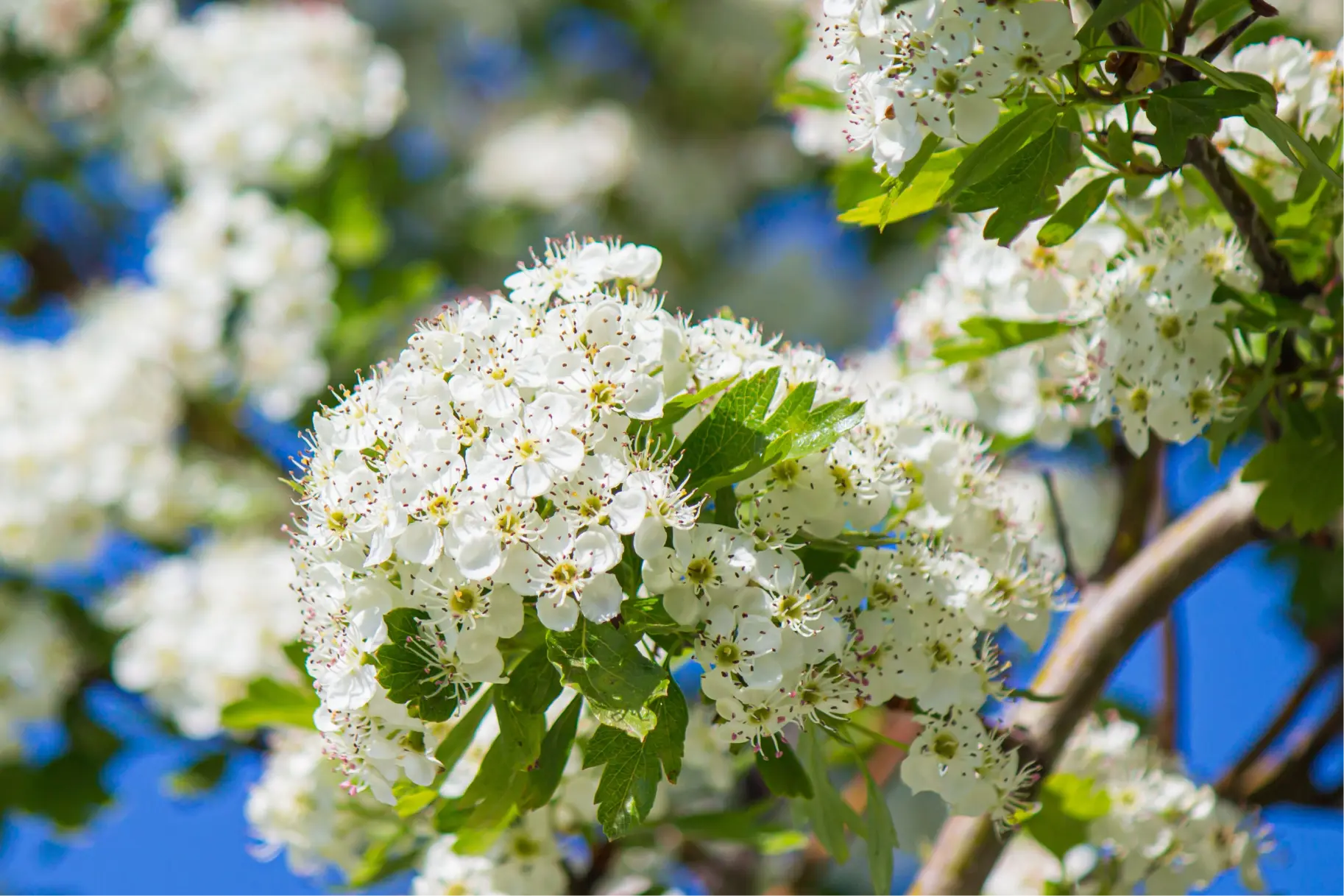 Washington Hawthorn Tree