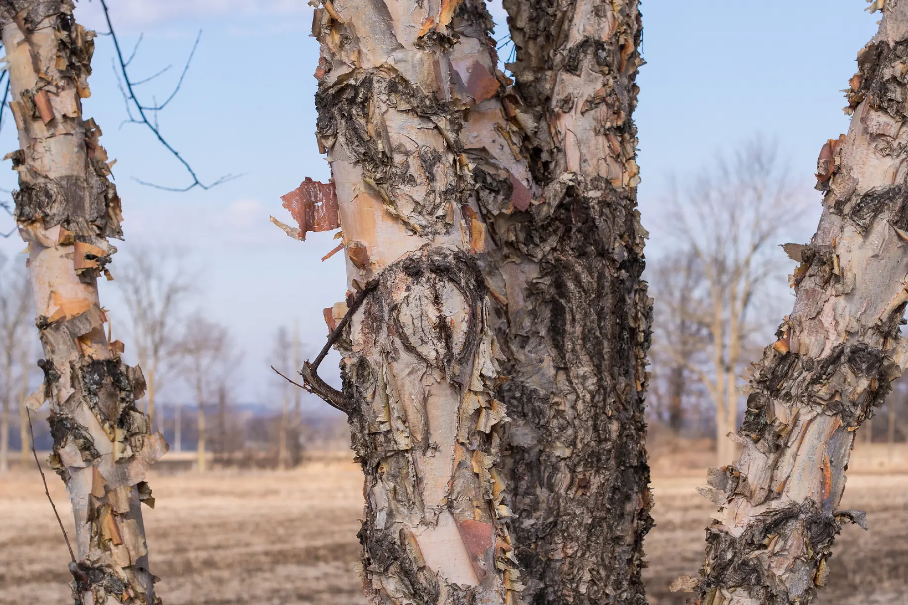 River Birch Tree