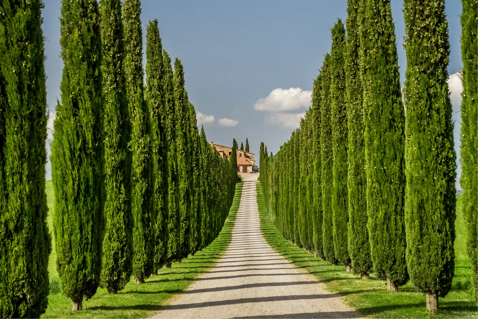 Italian Cypress