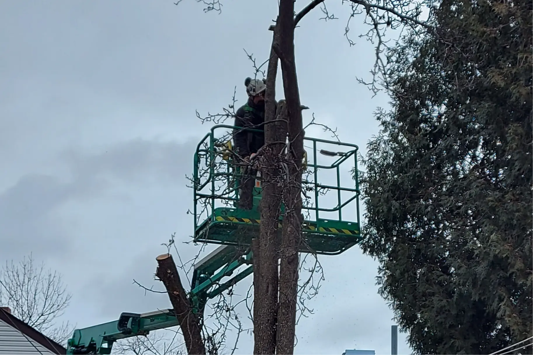 Reliable and Certified Tree Removal