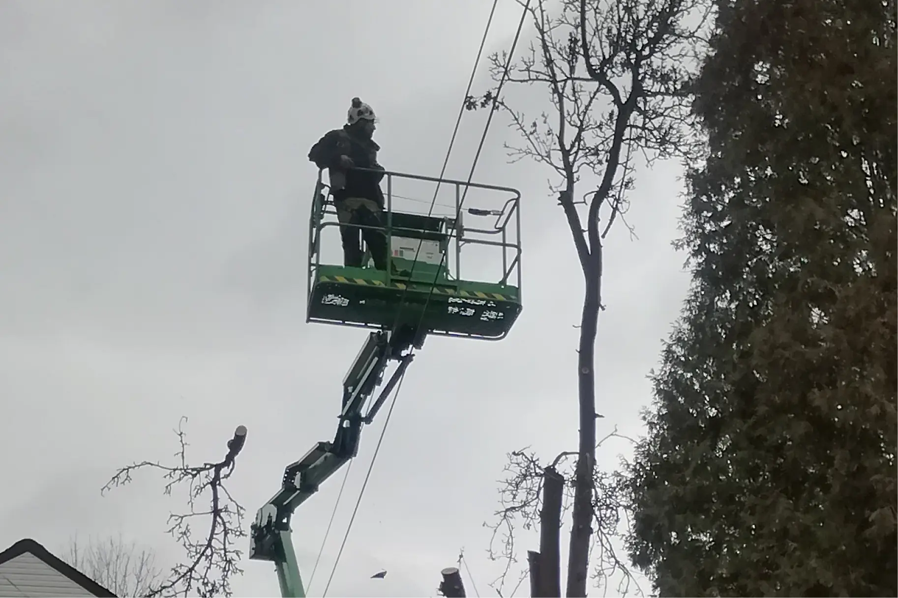 How to choose tree removal company