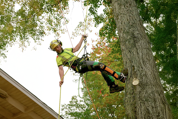 How to Prepare Your Trees for Storm Season | Tree Doctors Inc.