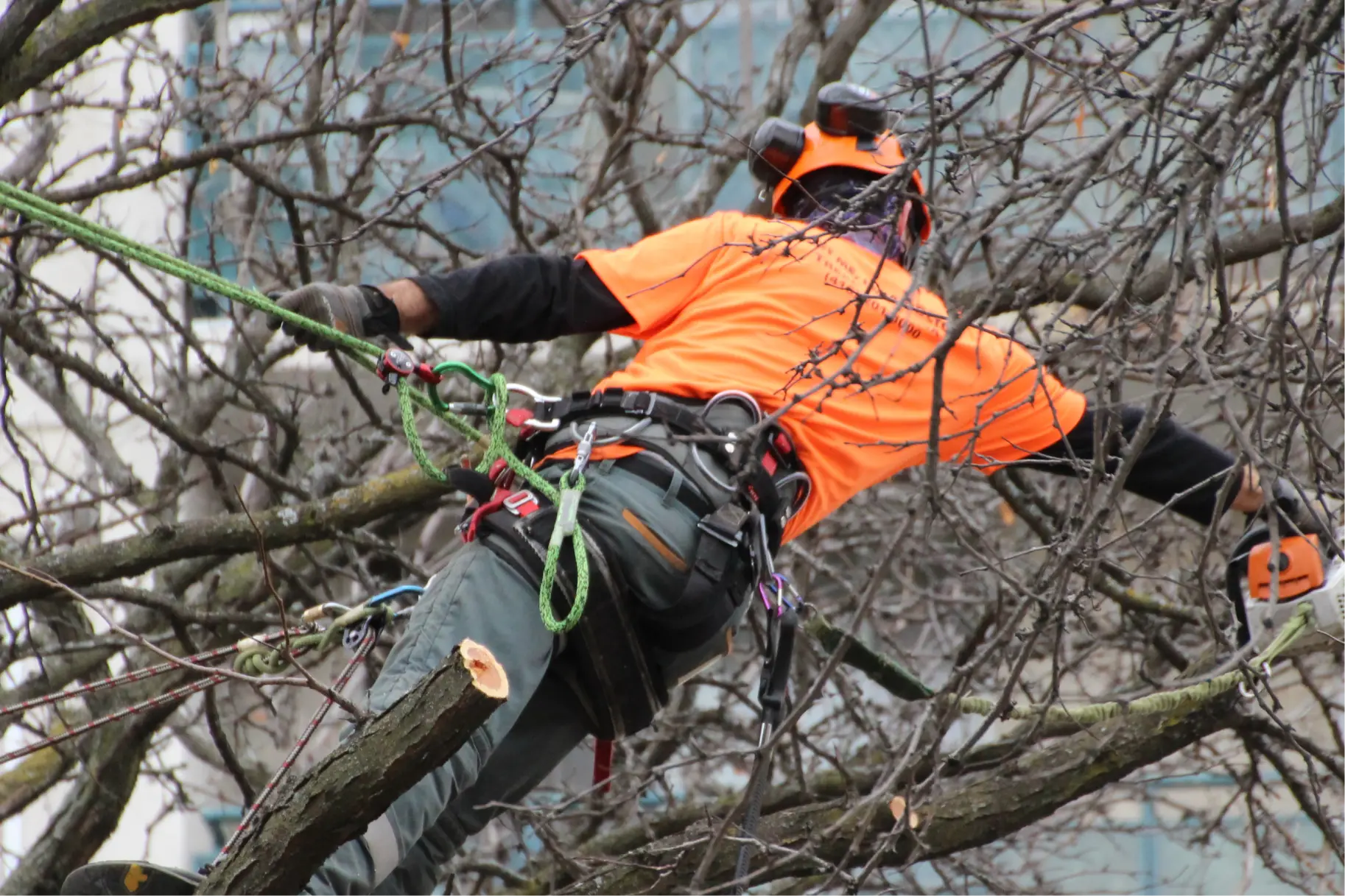 Why is it important to cut trees in winter