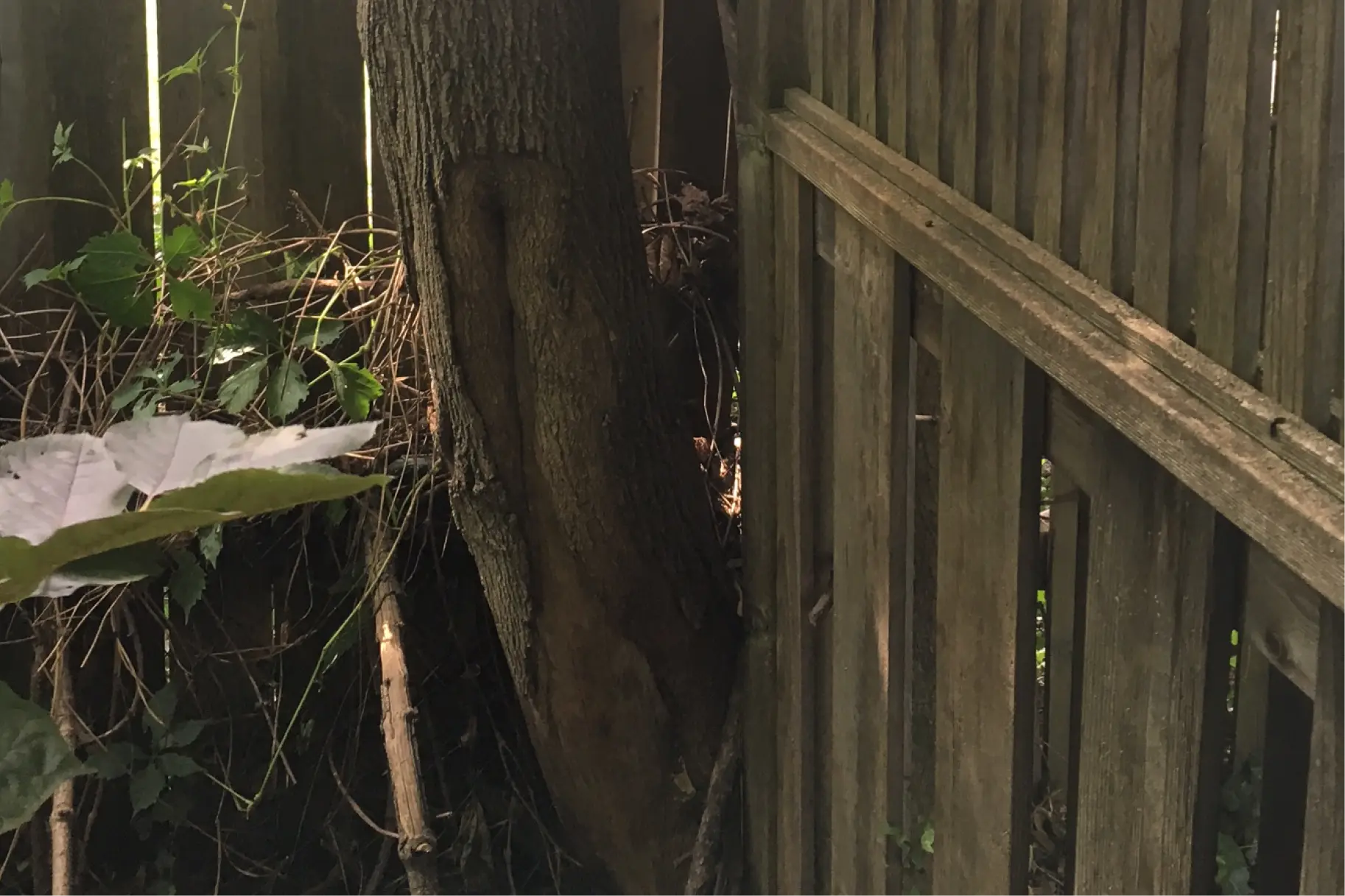 What happens if my neighbour's tree falls on my property