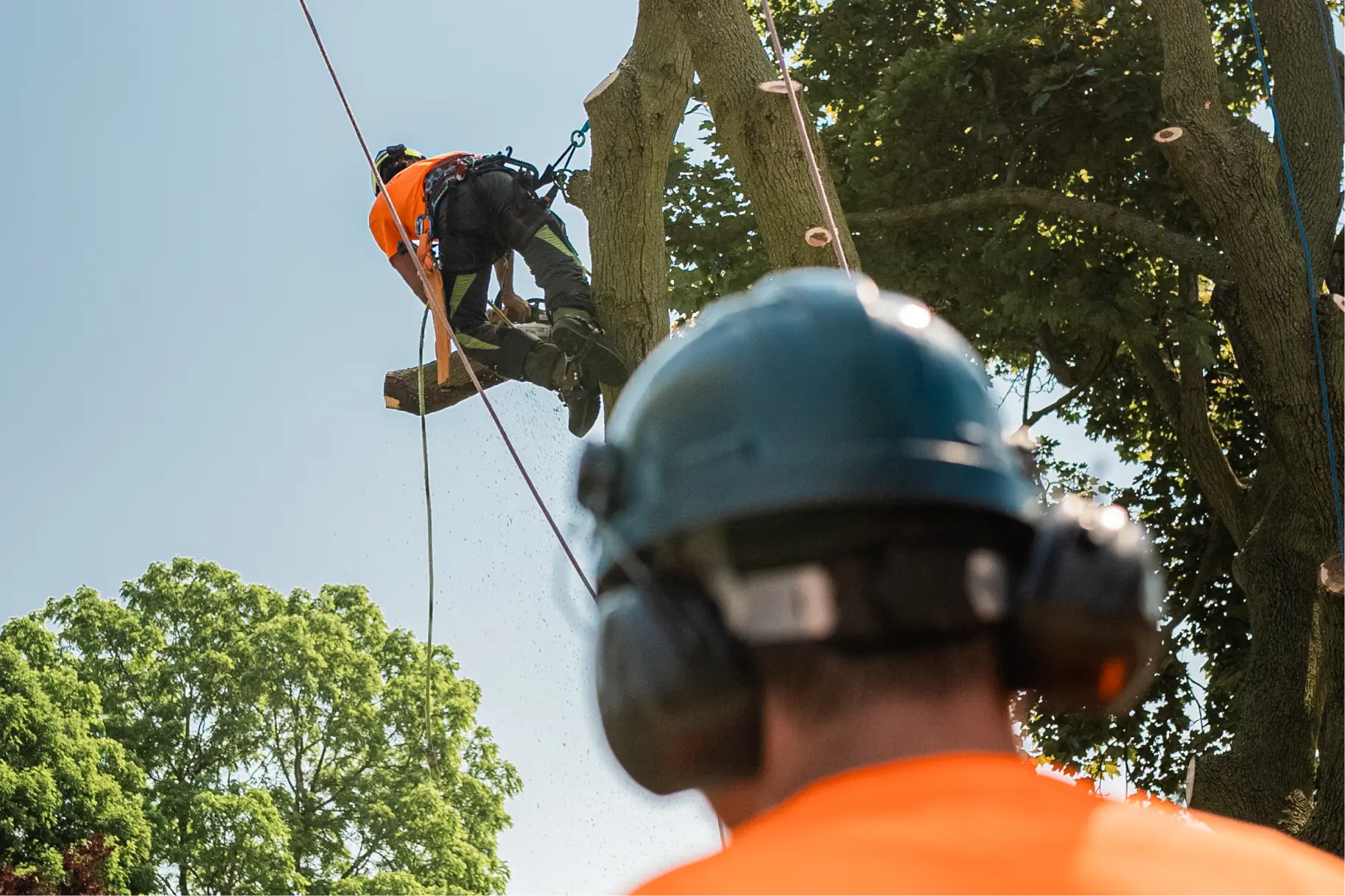 Can arborist cost estimate by tree size