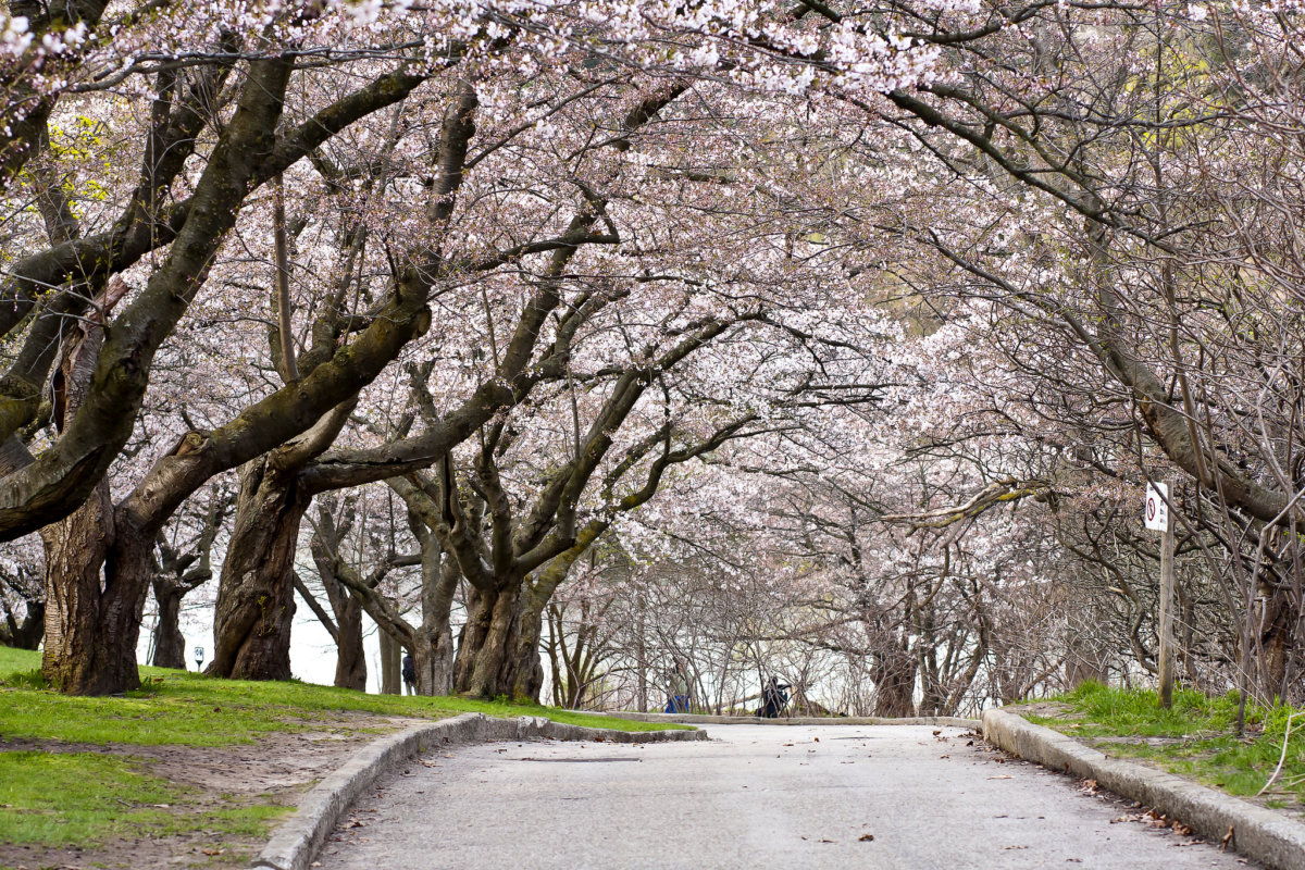 Easter Offer: Prune Now, Fertilize Free