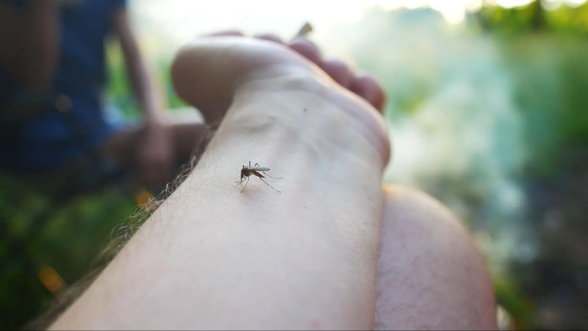 How Tree Doctors addresses mosquito infestations