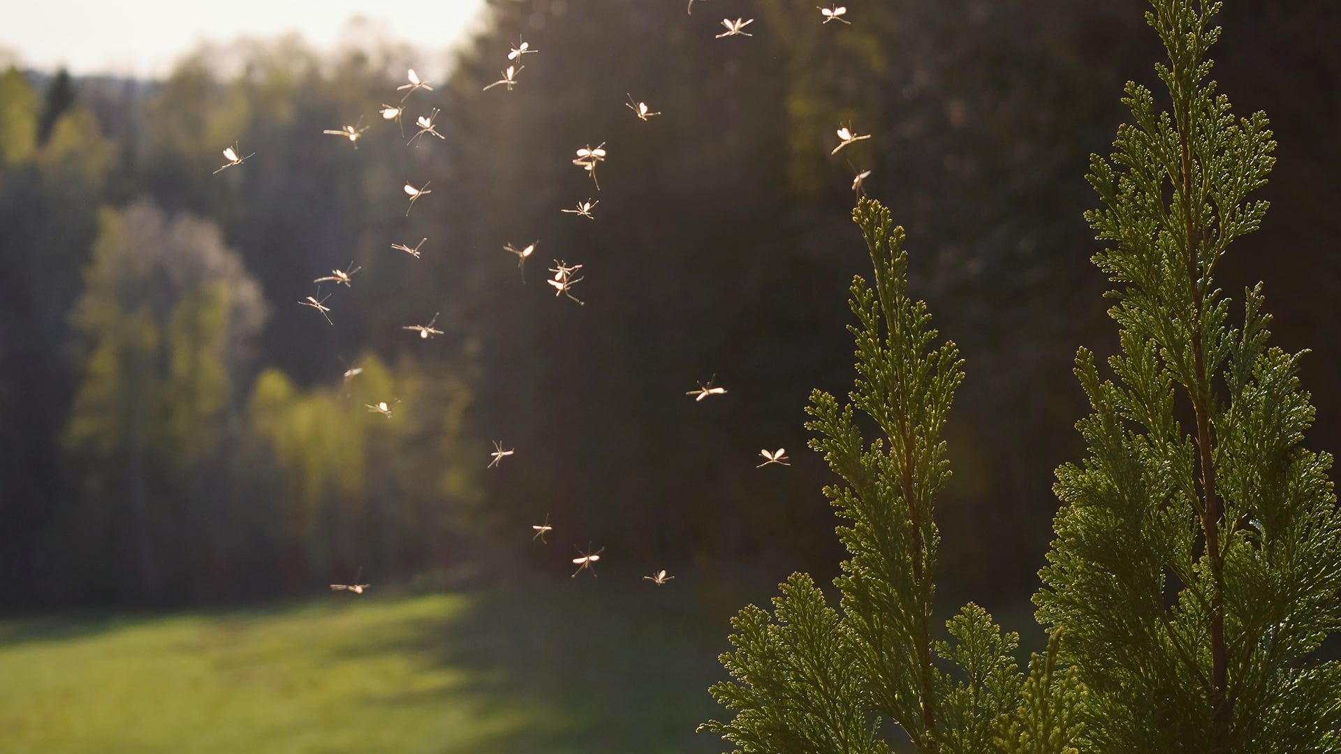 Our approach to mosquito control