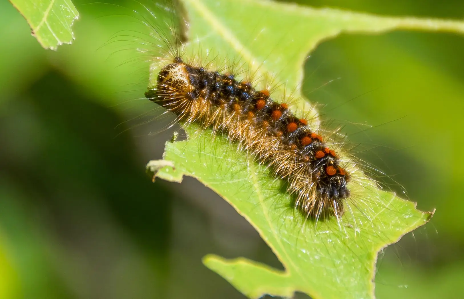 Protecting Toronto's Trees from the spongy moth