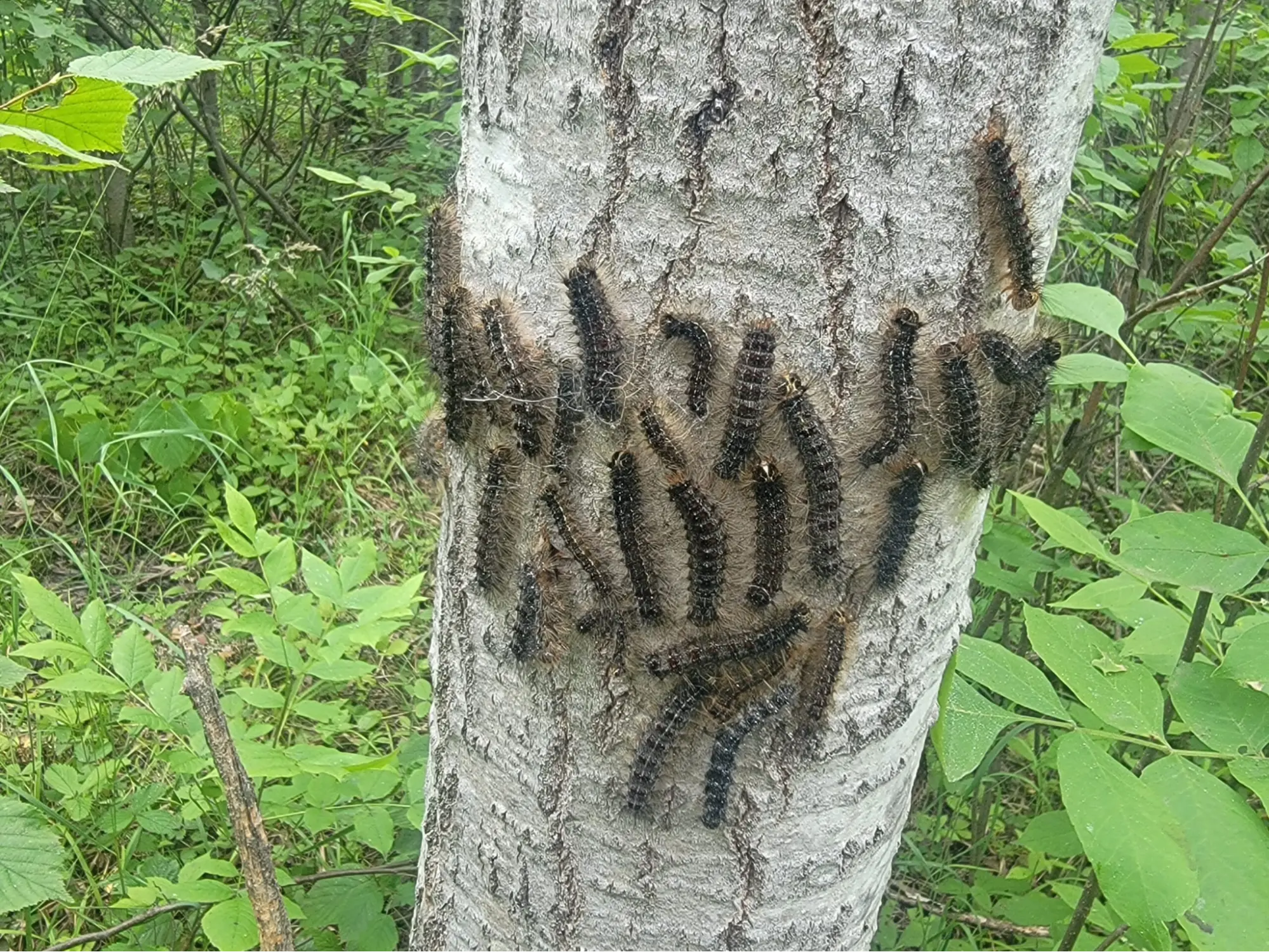 Spongy moth - favored vs unfavored