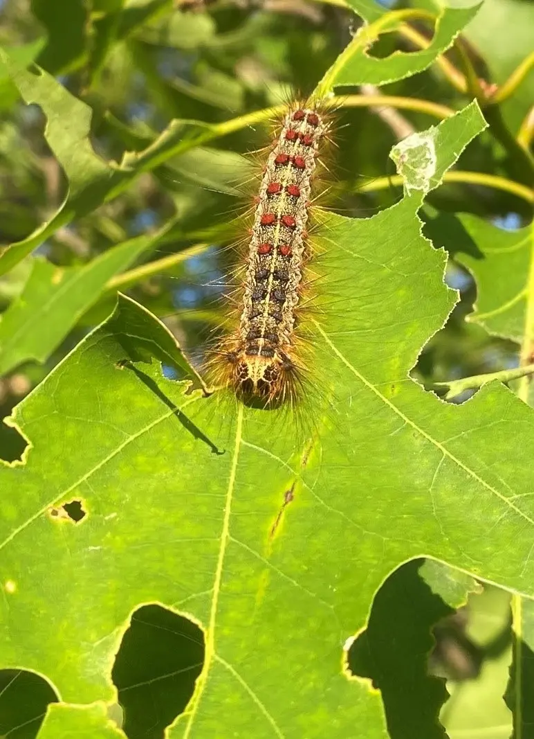 Common sympthoms of spongy moth infestation