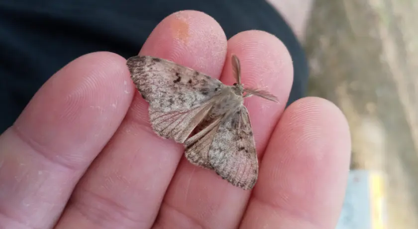Why the spongy moth is a serious problem