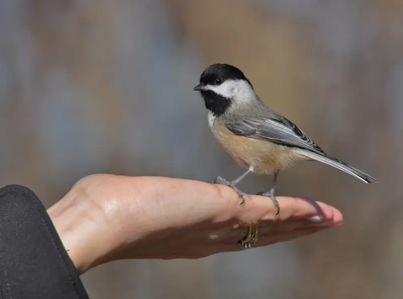 Natural predators: nature's built-in defense