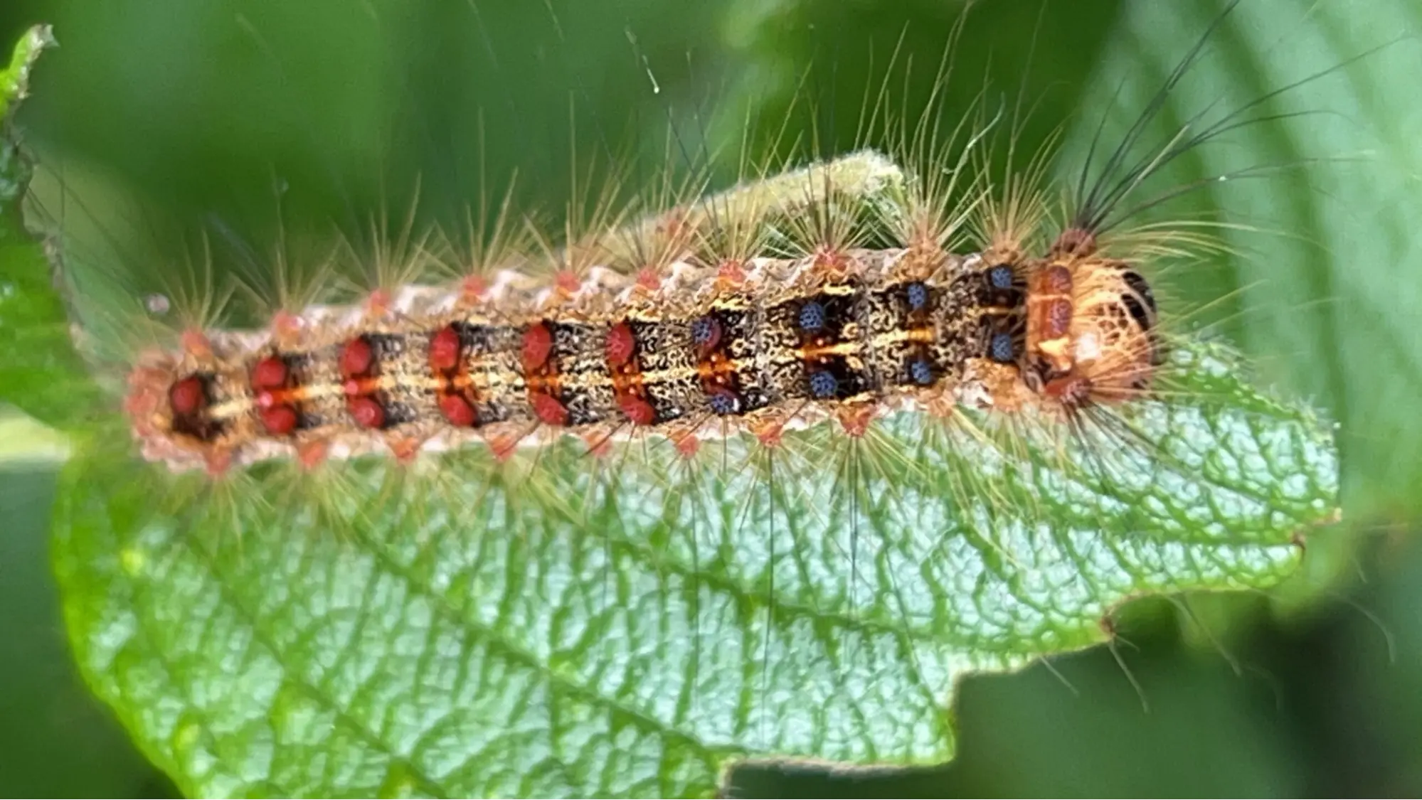 Caterpillars