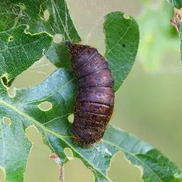 Cocoons