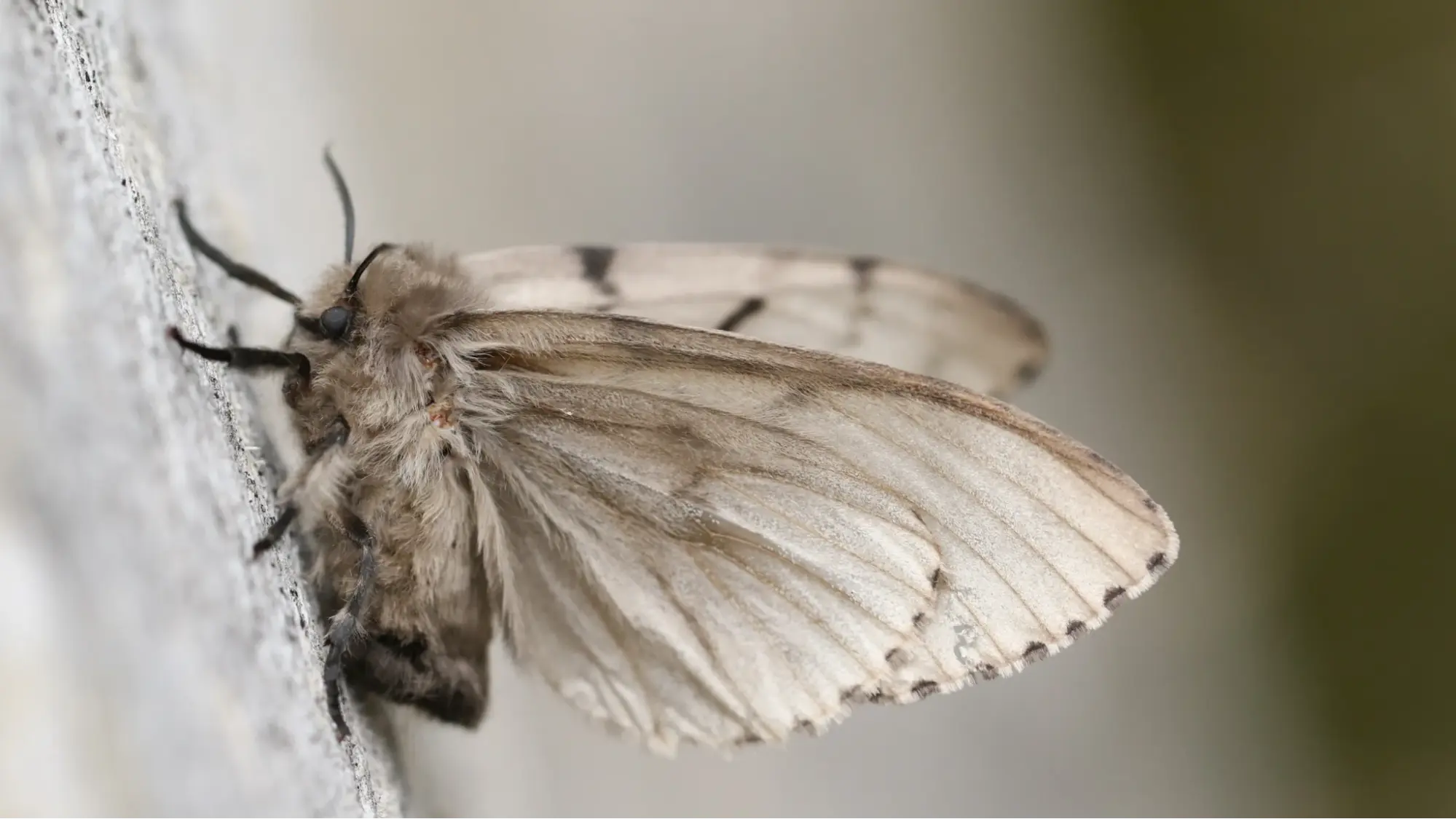 Moths