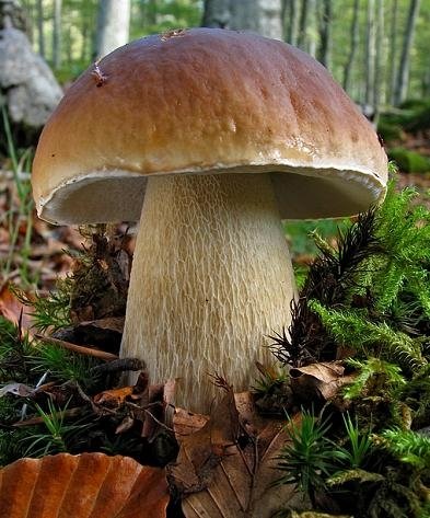 mushroom_fungus