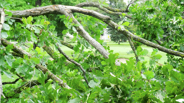 Why Your Arborist Should Refrain From Using Spikes