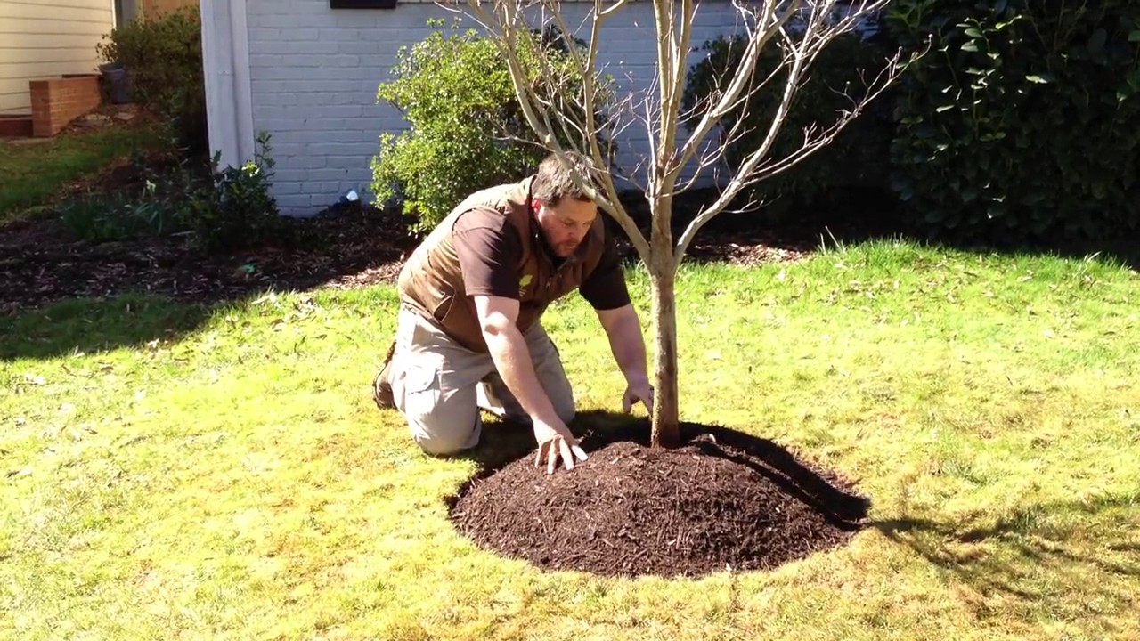 https://treedoctors.ca/images/blog/Mulch%20trees.jpg?utm_source=chatgpt.com