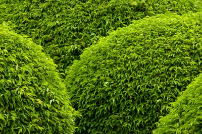 Toronto Tree Trimming Services for Shrub Grooming