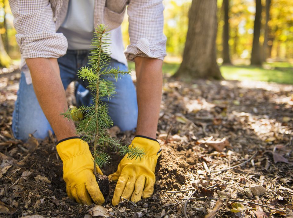 Why You Should Choose Us for Tree Planting in Toronto