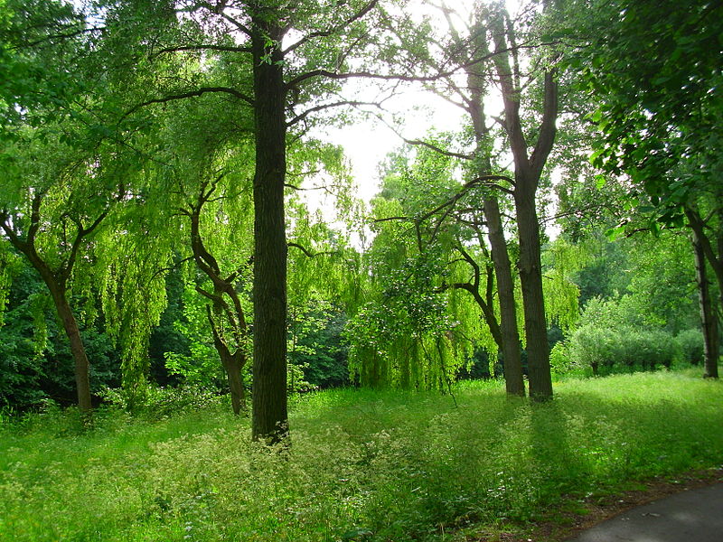 The Essentials Of Tree Wellbeing