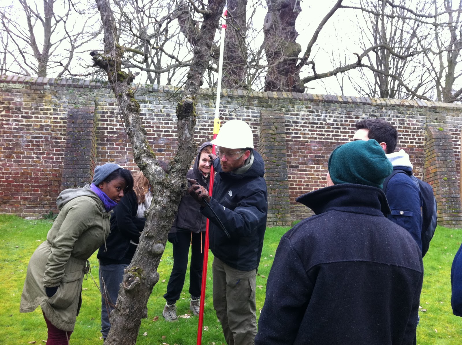 Tree Branch Cutting