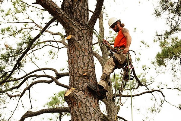 remove branches