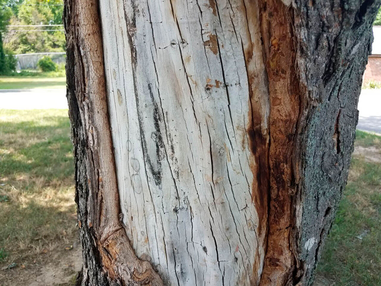 What To Do If Your Tree Is Shedding Bark Tree Doctors Inc
