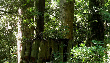 Controlling Vegetation On Your Trees