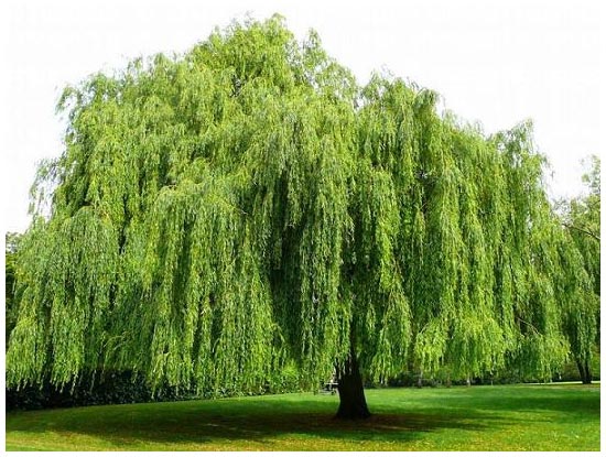 Facts About Willow Trees